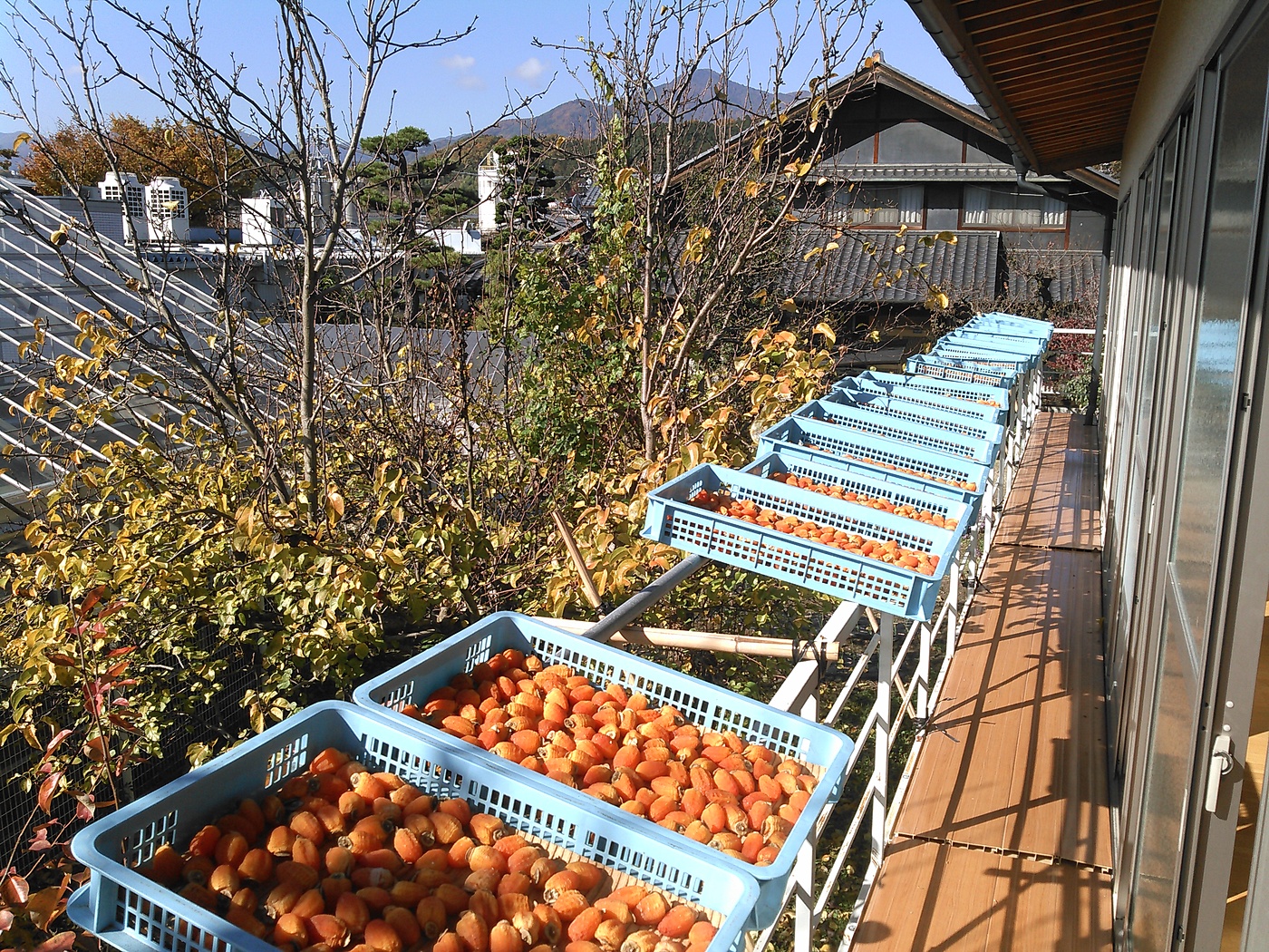 市田柿 仕上げ始まる